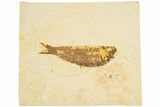 Detailed Fossil Fish (Knightia) - Wyoming #186482-1